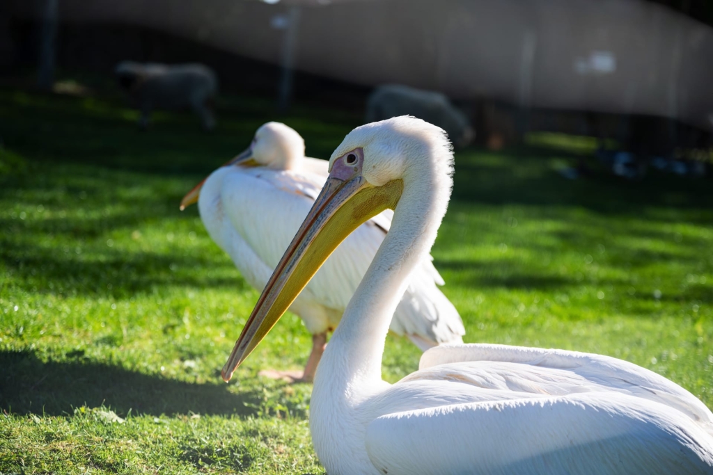 Golfclub St. Lorenz - Tiergehege