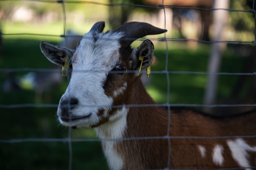 Golfclub St. Lorenz - Tiergehege