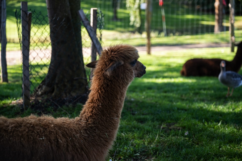 Golfclub St. Lorenz - Tiergehege