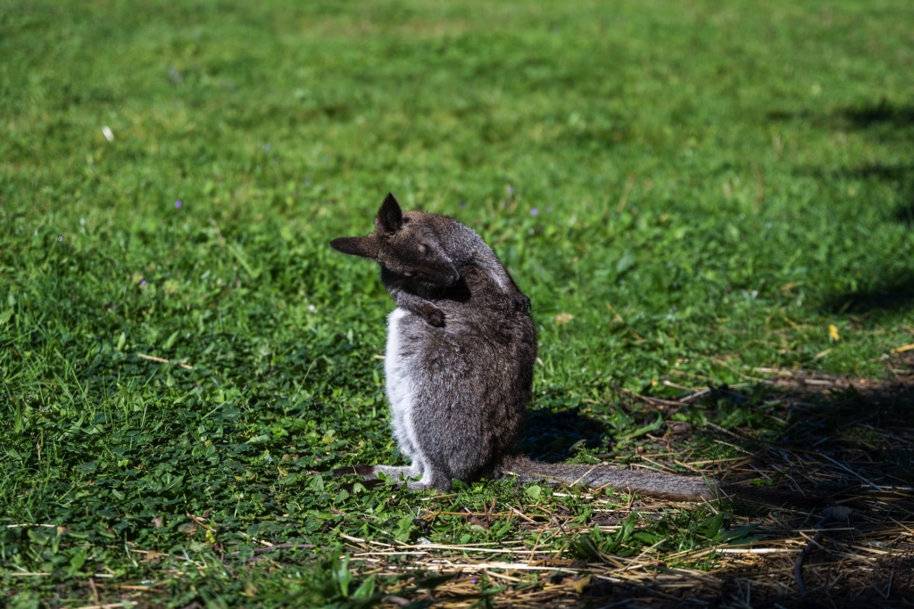 Golfclub St. Lorenz - Tiergehege
