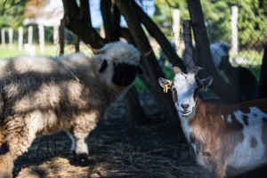Golfclub St. Lorenz - Tiergehege