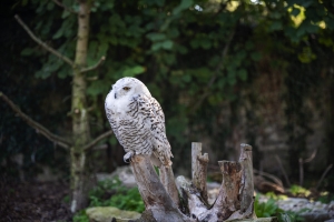 Golfclub St. Lorenz - Tiergehege