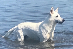 MV-Ferienhäuser am Fleesensee